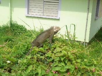 The reason you dont see many cats in St Barts